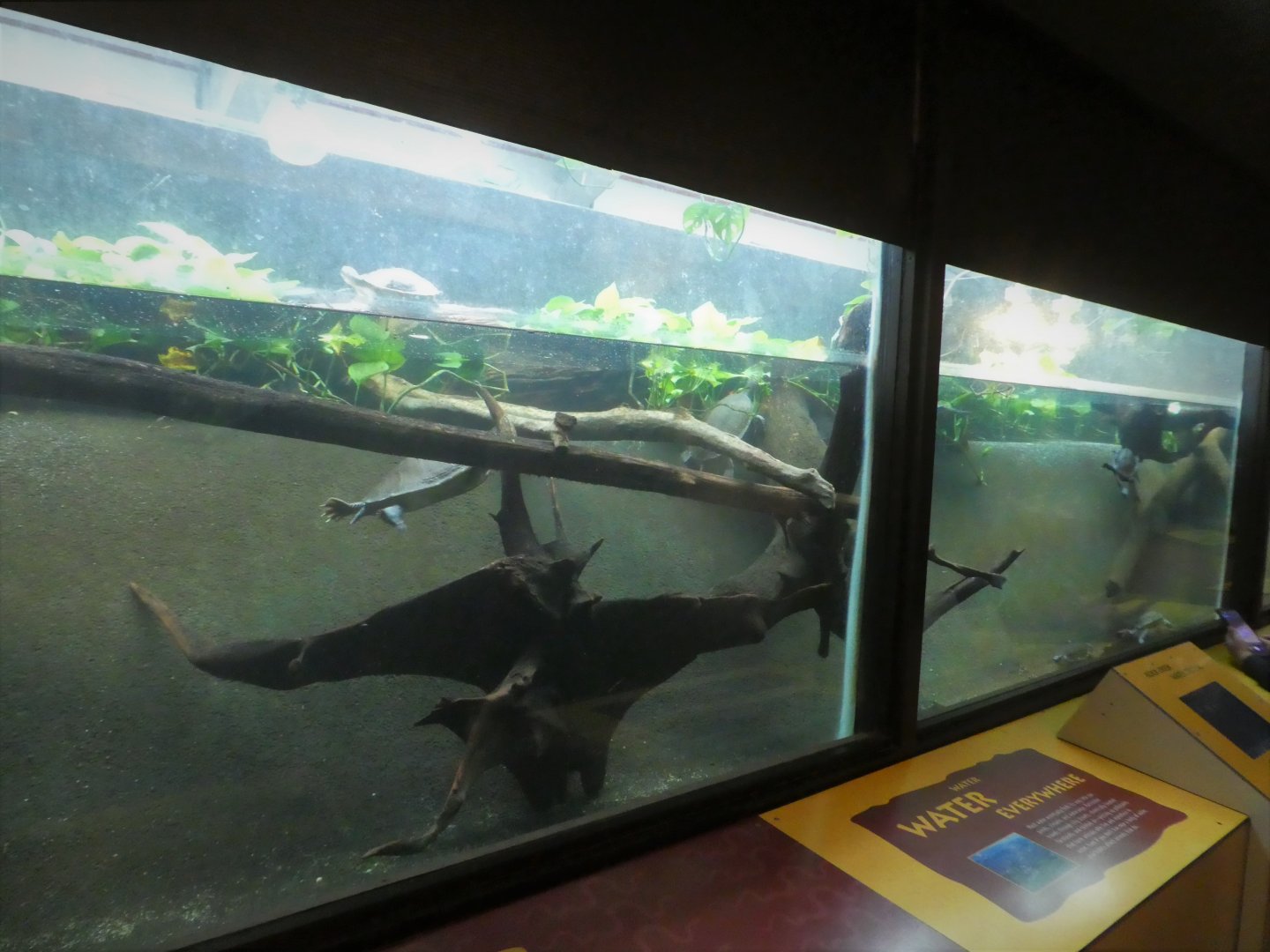 Reptile Discovery Center - Eastern Long-necked Turtle, Northern Red-faced Turtle Exhibit