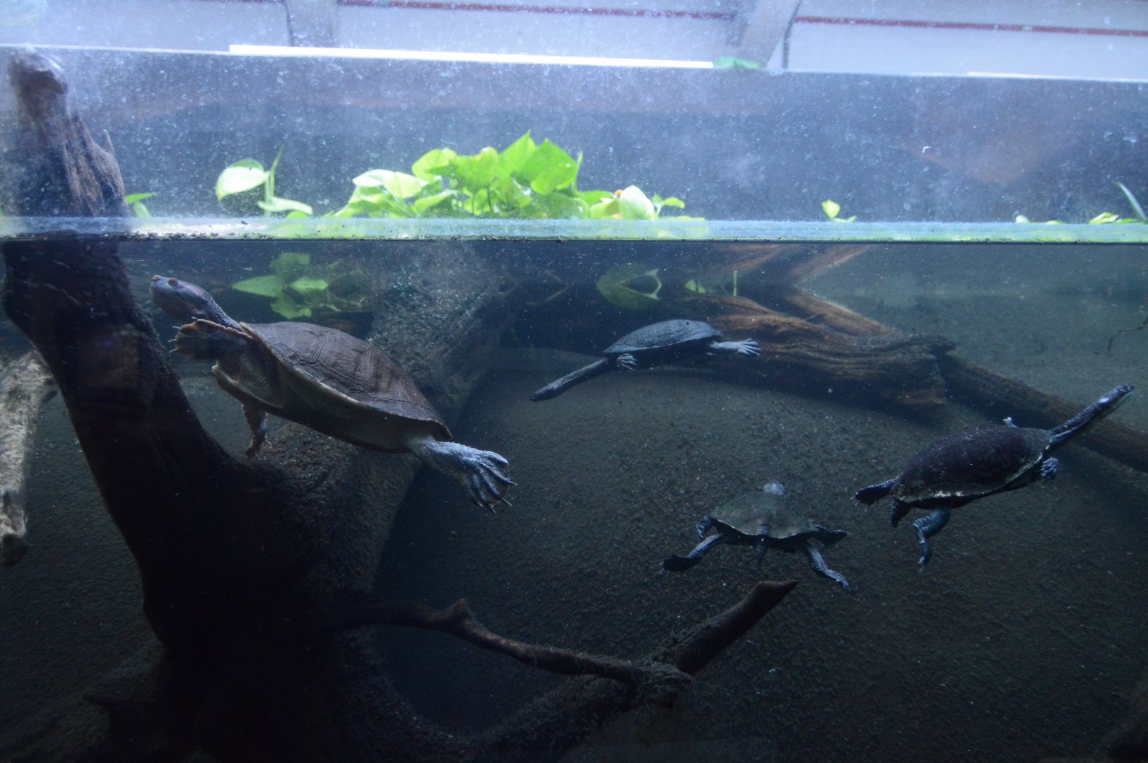 Reptile Discovery Center - Eastern Snake-necked Turtles (Chelodina longicollis) and Northern Red-faced Turtle (Emydura australis) Exhibit