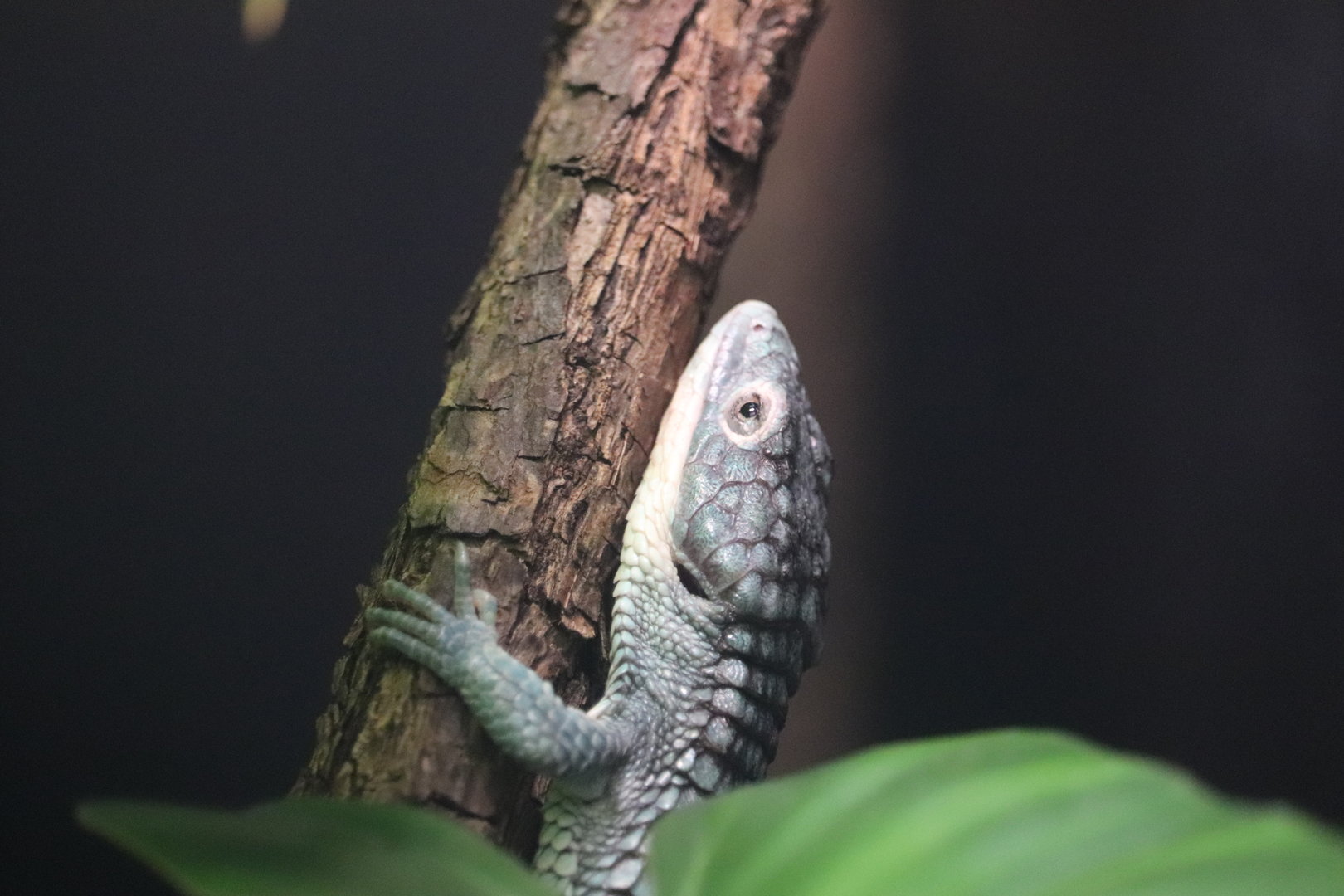 Reptile Discovery Center - Emerald Alligator Lizard