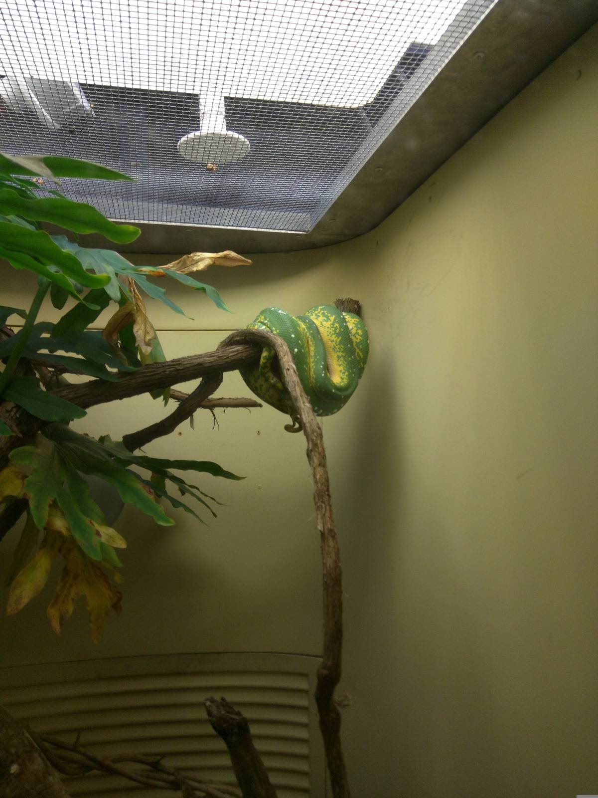 Reptile Discovery Center - Emerald Tree Boa