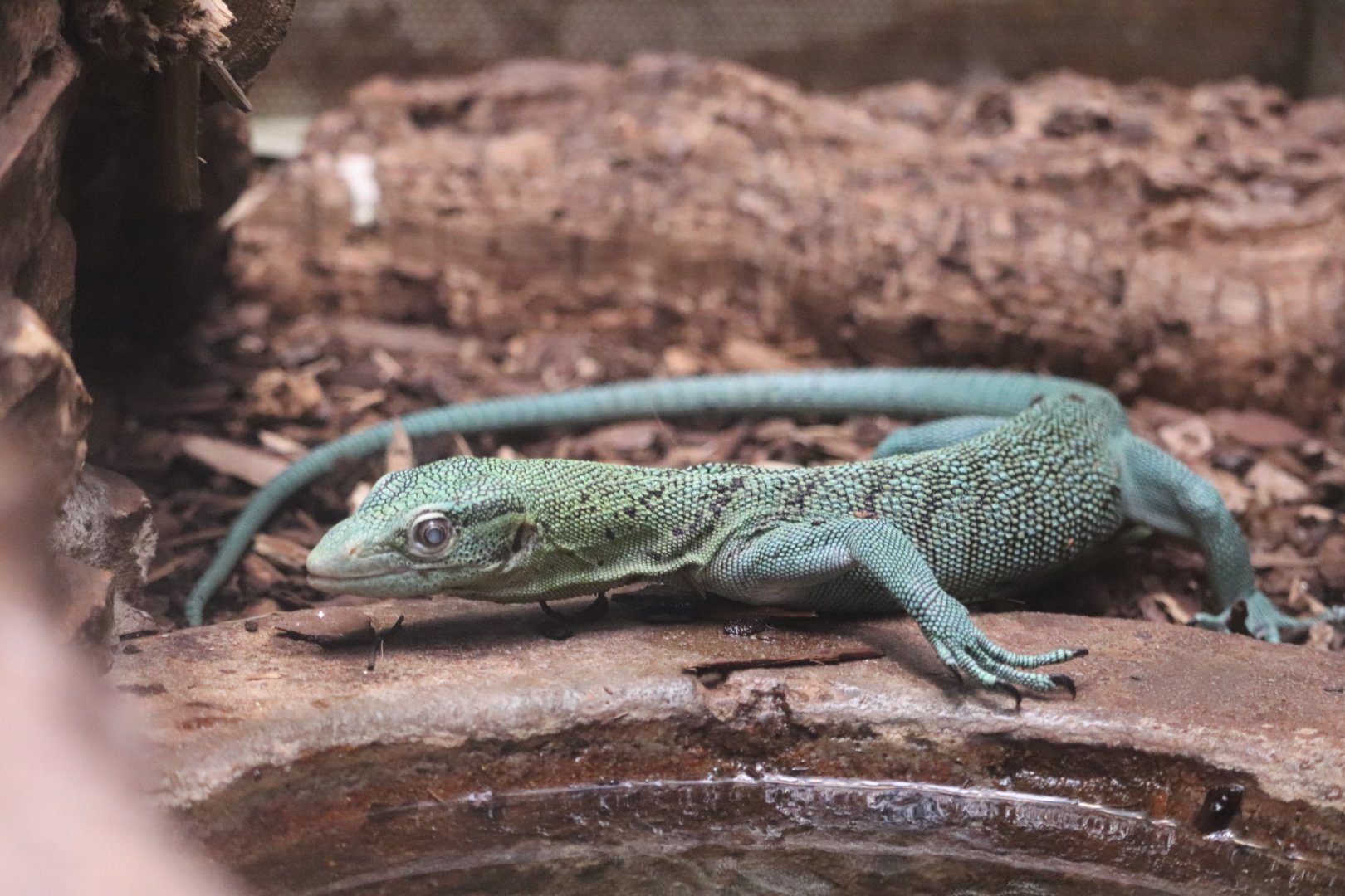 Reptile Discovery Center - Emerald Tree Monitor