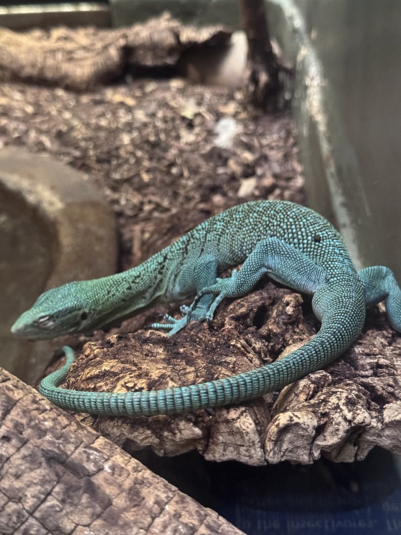 Reptile Discovery Center- Emerald tree-monitor
