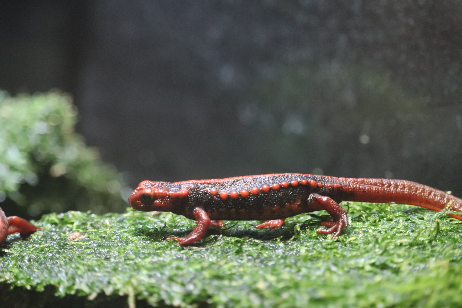 Reptile Discovery Center - Emperor Newt