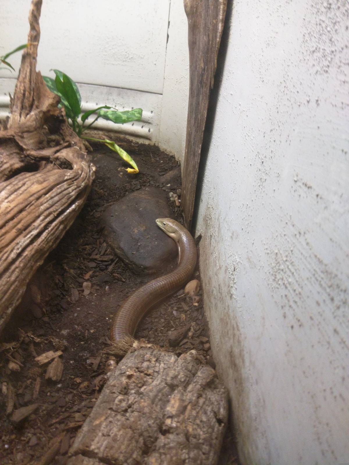 Reptile Discovery Center - European Glass Lizard