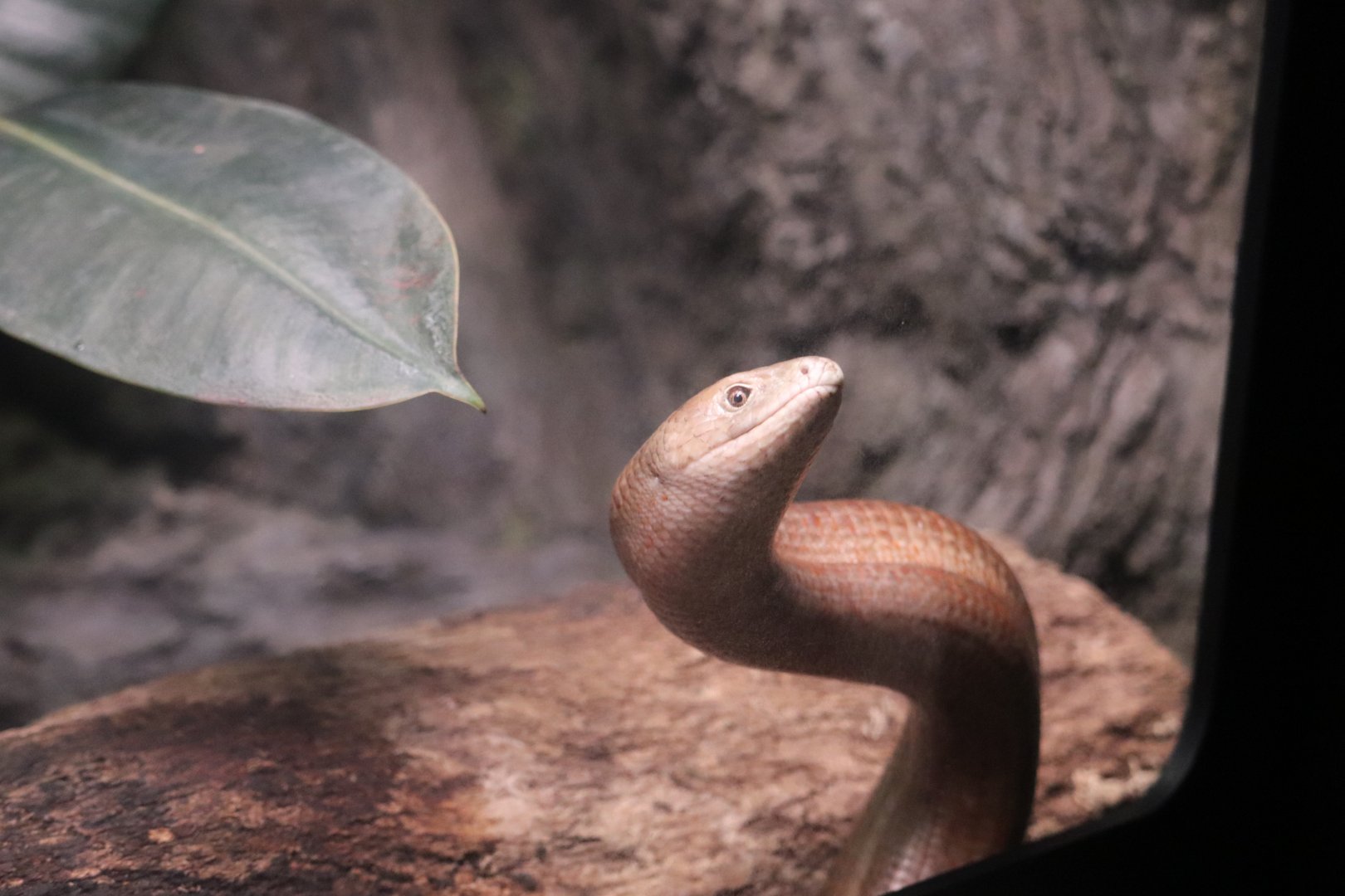 Reptile Discovery Center - European Glass Lizard