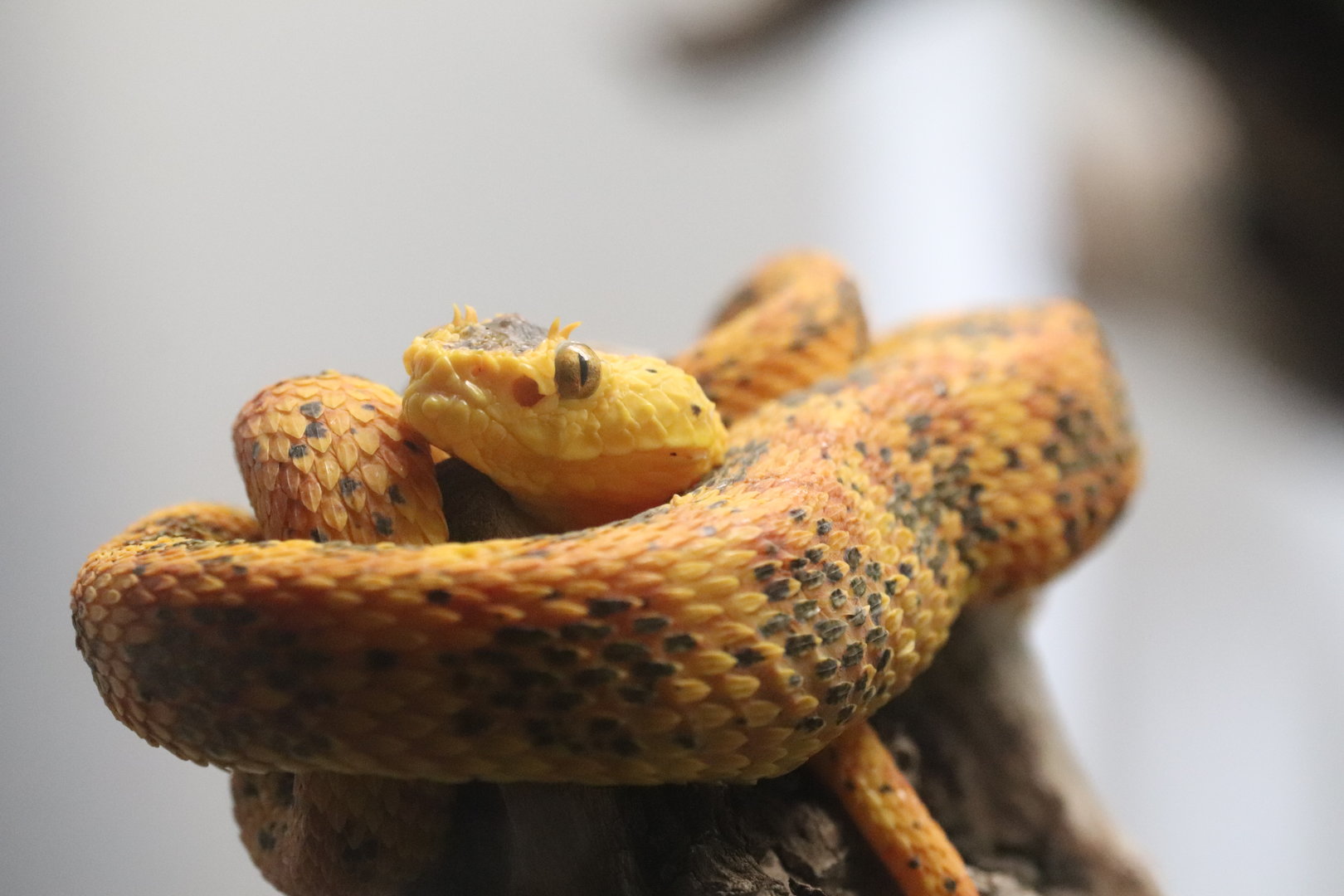 Reptile Discovery Center - Eyelash Palm Pitviper