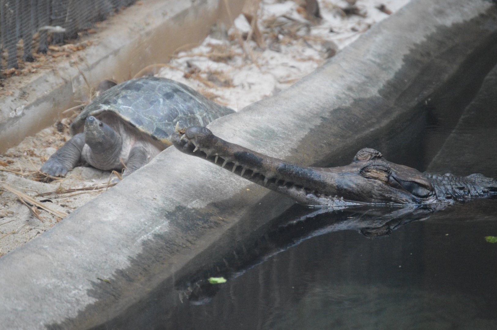 Reptile Discovery Center - False Gharial (Tomistoma schlegelii) and Painted Batagur (Batagur borneoensis)