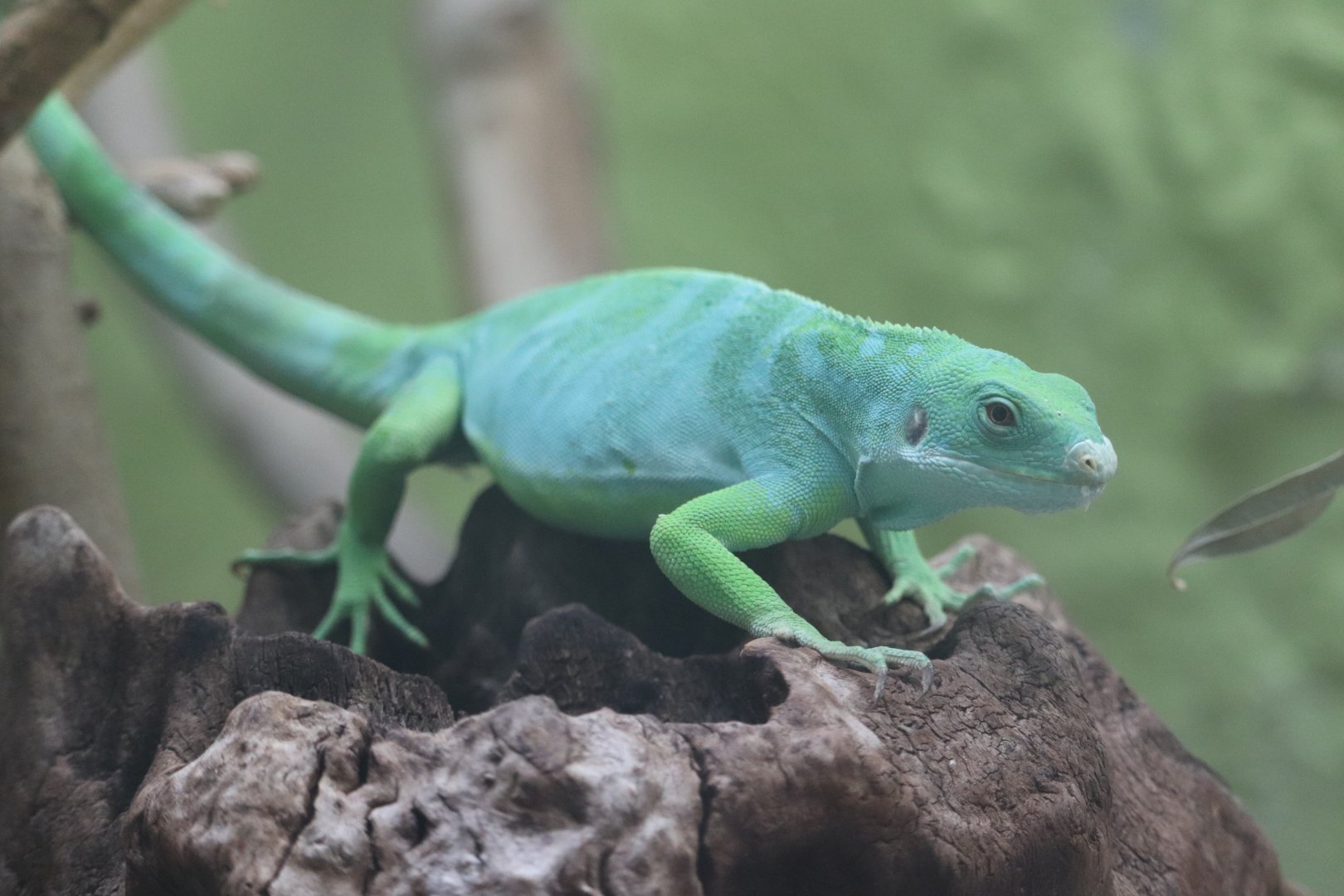 Reptile Discovery Center - Fiji Banded Iguana