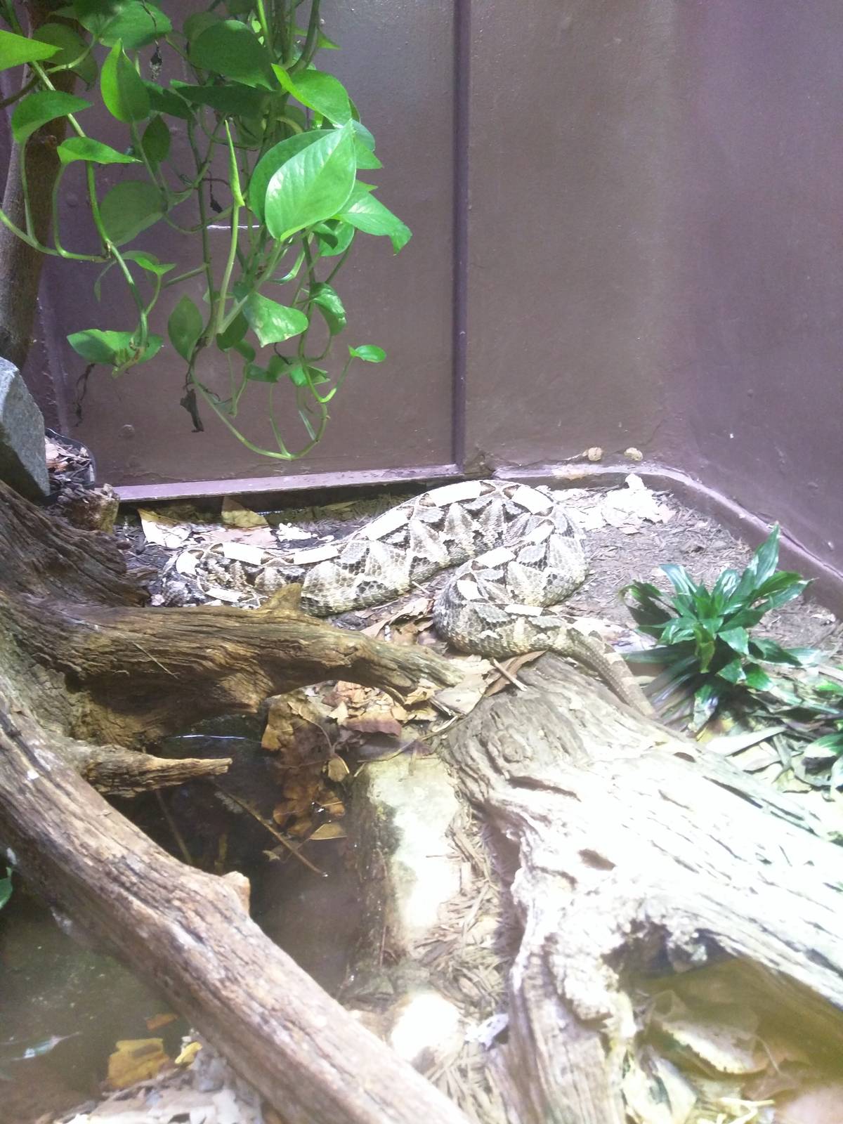 Reptile Discovery Center - Gaboon Viper