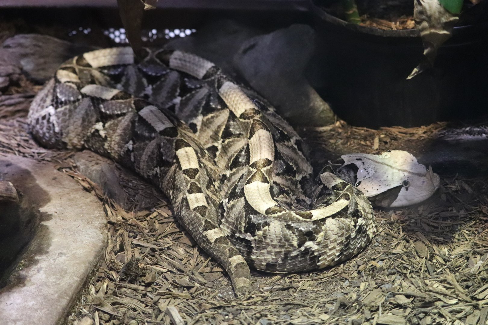 Reptile Discovery Center -  Gaboon Viper