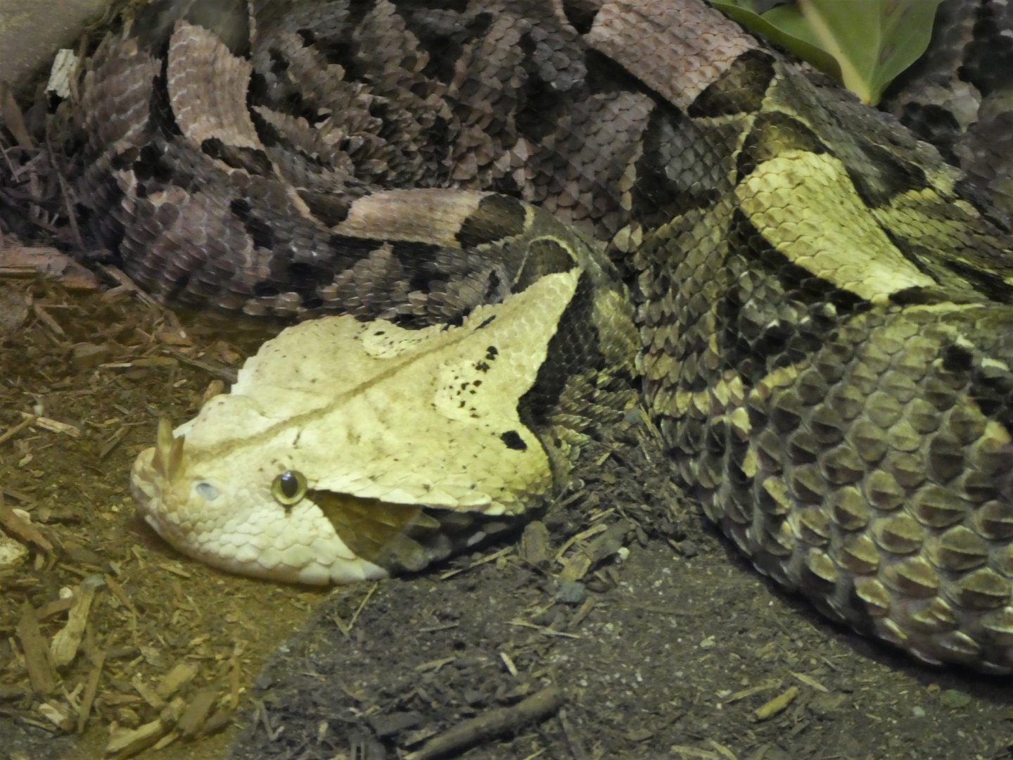 Reptile Discovery Center - Gaboon Viper