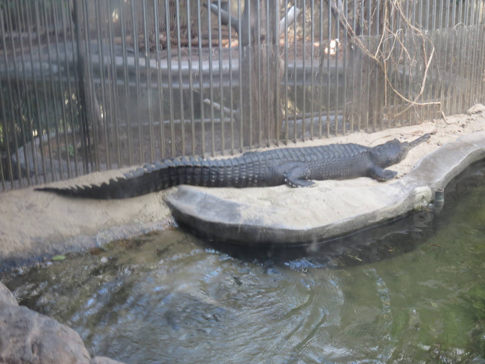 Reptile Discovery Center - Gharial