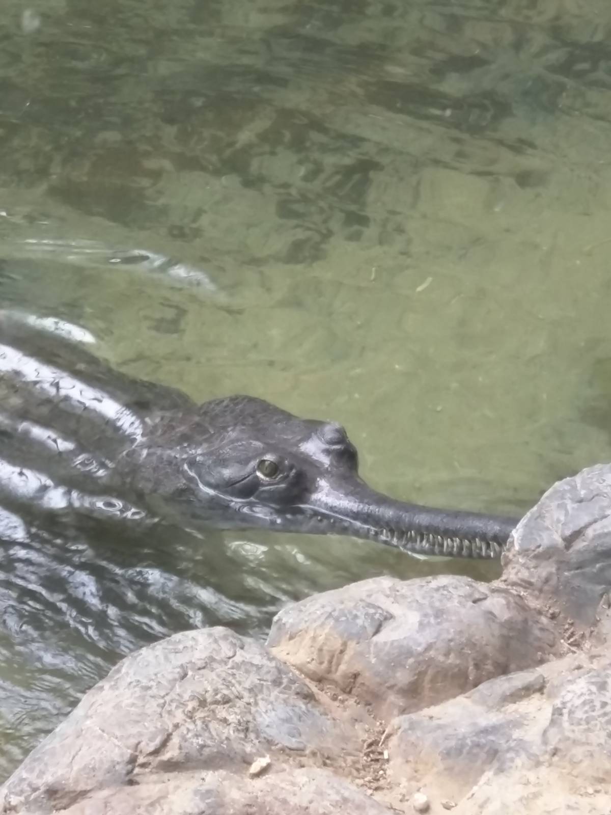 Reptile Discovery Center - Gharial