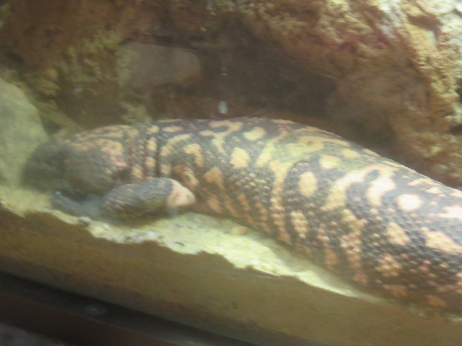 Reptile Discovery Center - Gila Monster