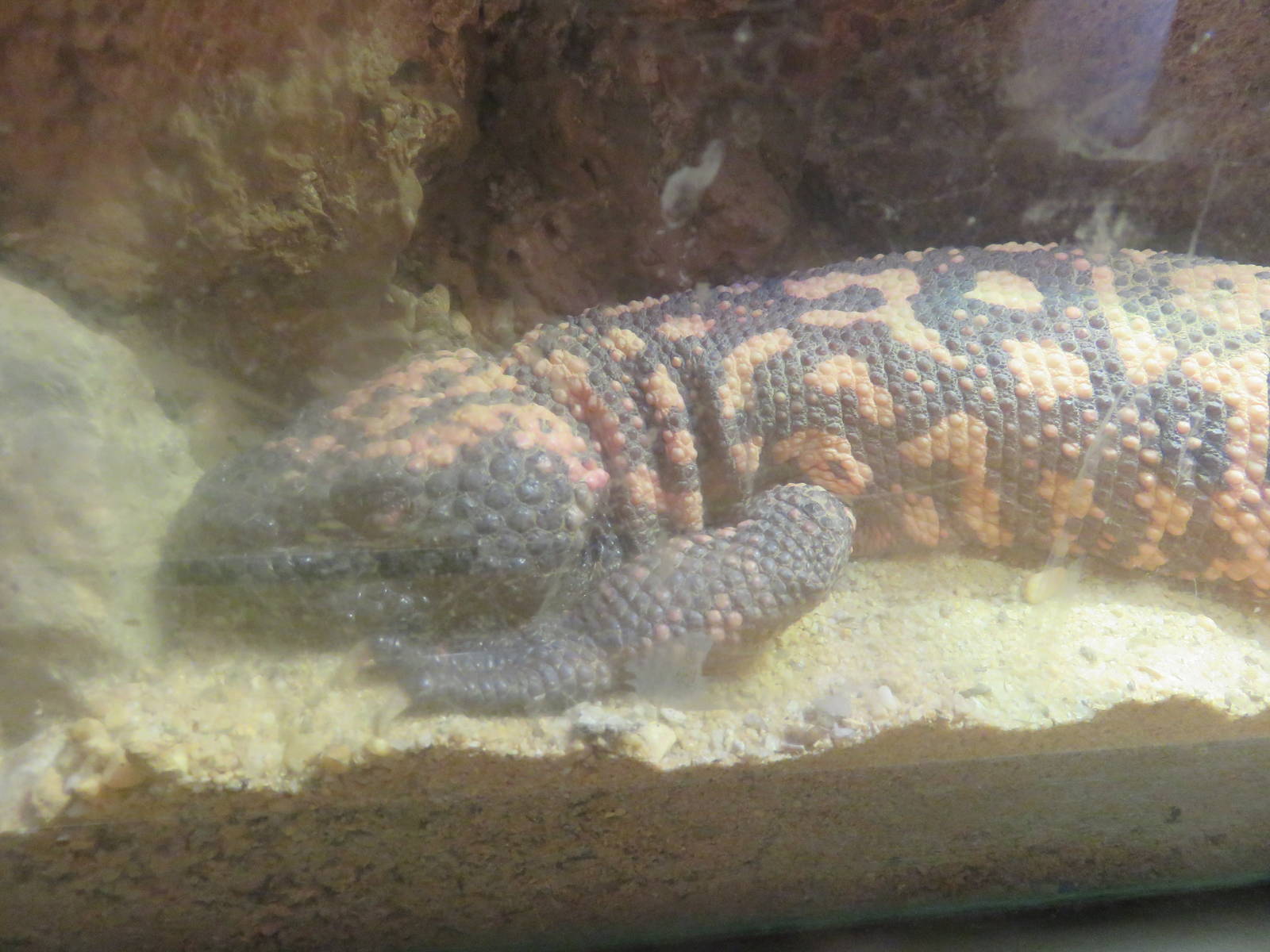 Reptile Discovery Center - Gila Monster