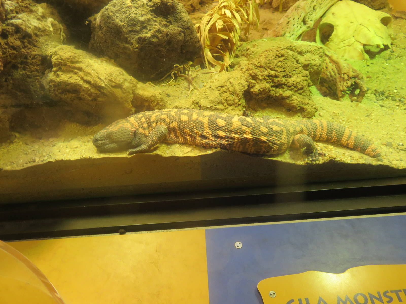 Reptile Discovery Center - Gila Monster
