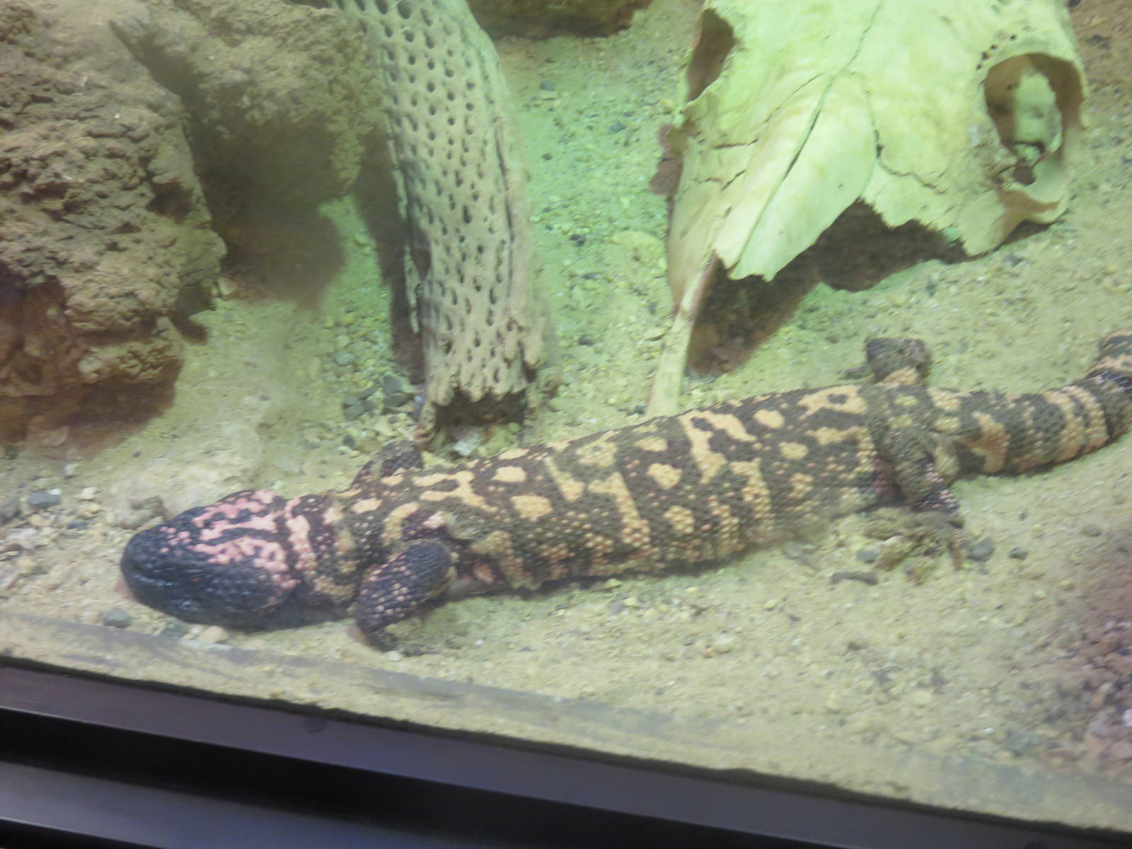 Reptile Discovery Center - Gila Monster