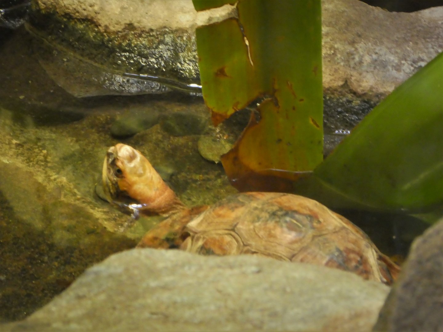 Reptile Discovery Center - Golden Coin Turtle