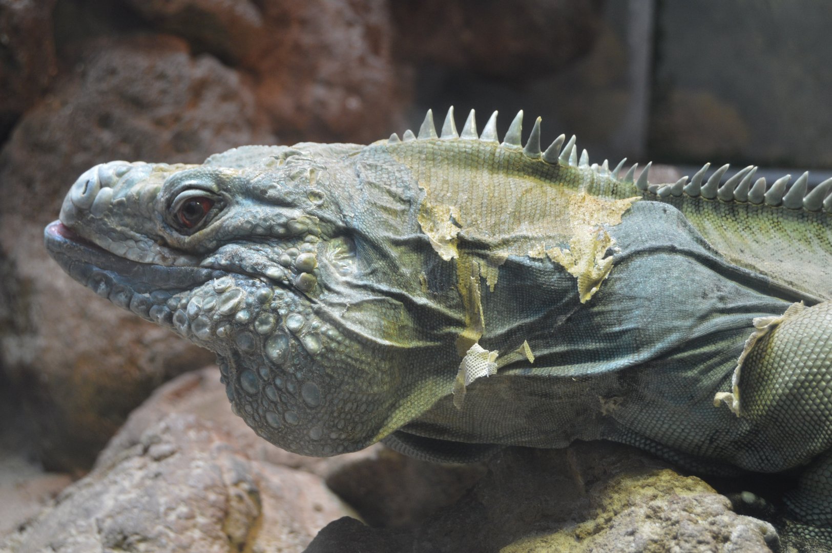 Reptile Discovery Center - Grand Cayman Blue Iguana (Cyclura lewisi)