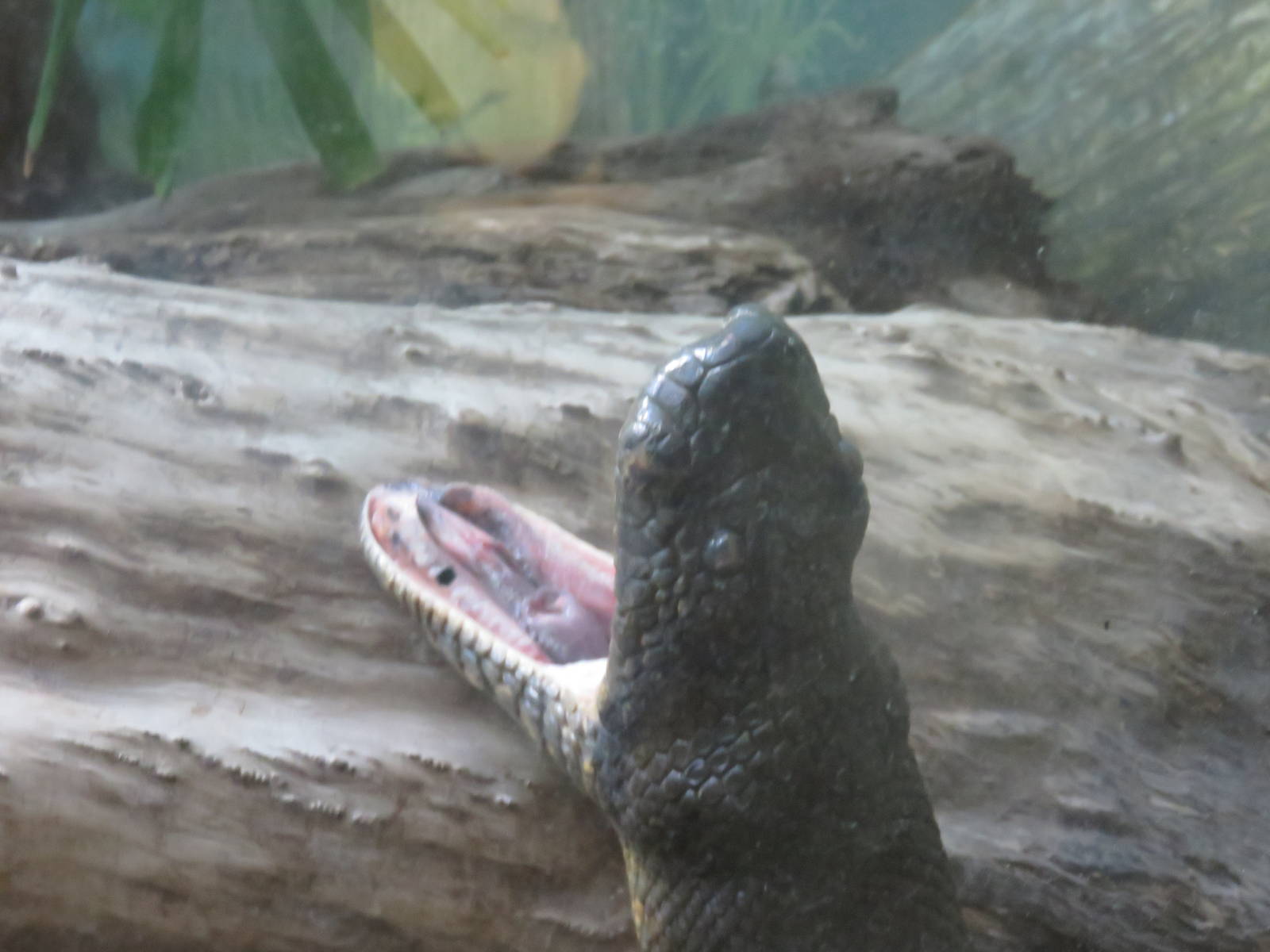 Reptile Discovery Center - Green Anaconda