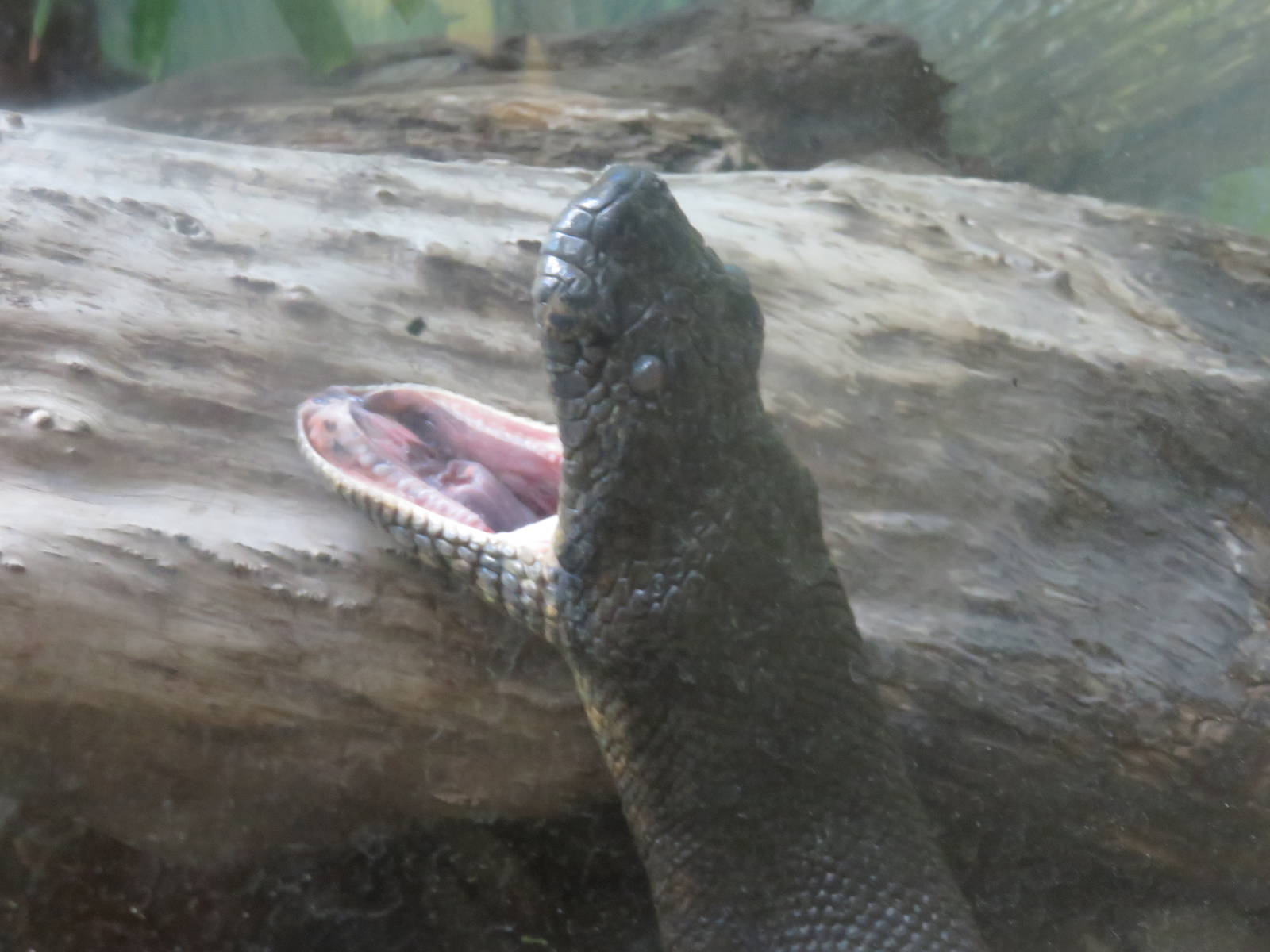 Reptile Discovery Center - Green Anaconda
