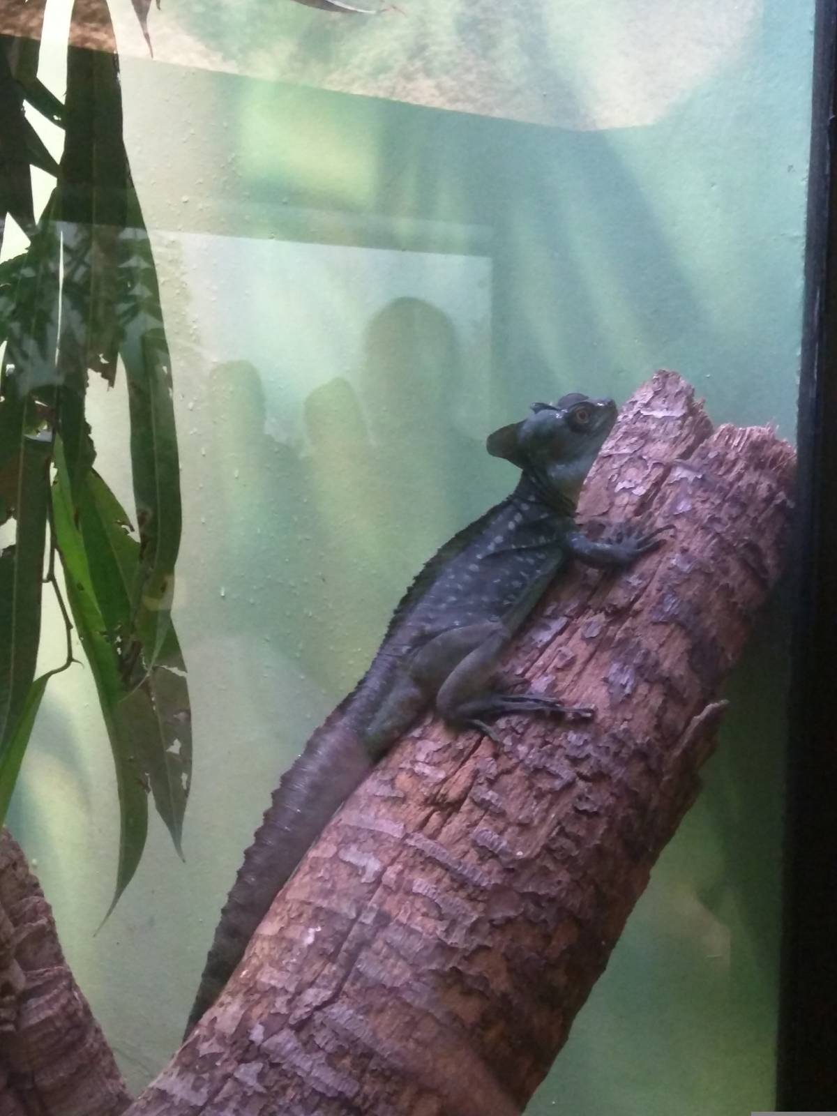 Reptile Discovery Center - Green Crested Basilisk