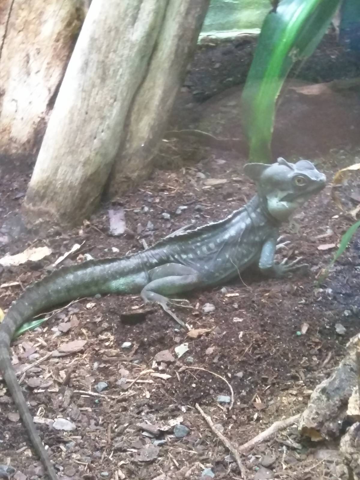 Reptile Discovery Center - Green Crested Basilisk