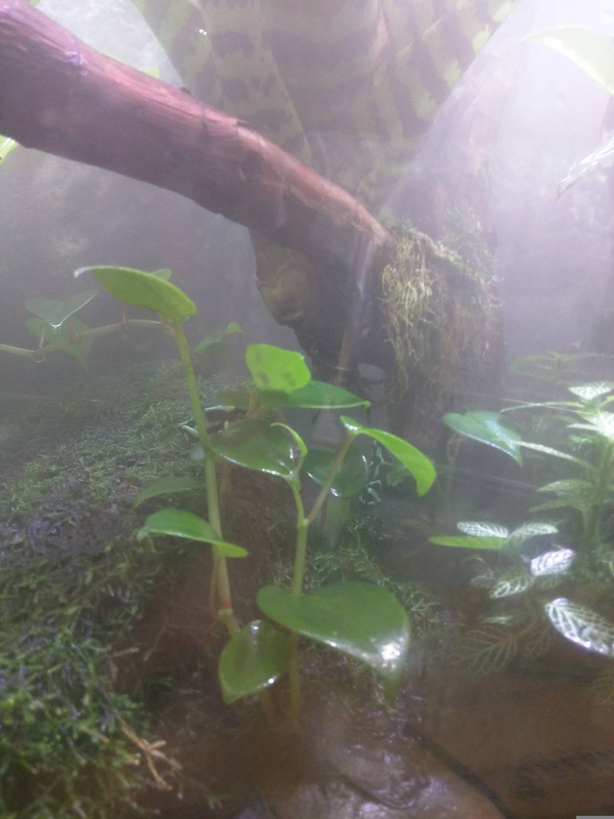 Reptile Discovery Center - Green Poison Frog
