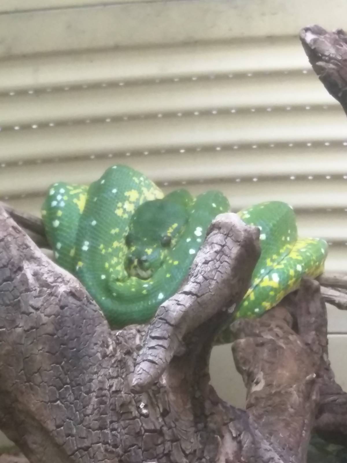Reptile Discovery Center - Green Tree Python
