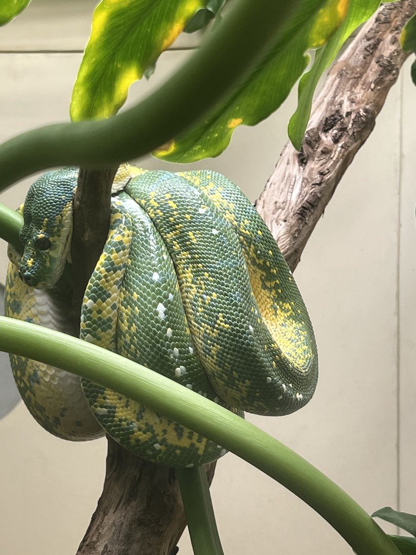 Reptile Discovery Center- Green Tree Python