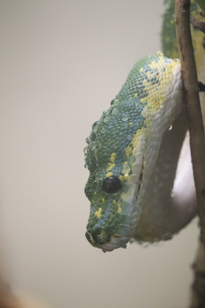 Reptile Discovery Center - Green Tree Python