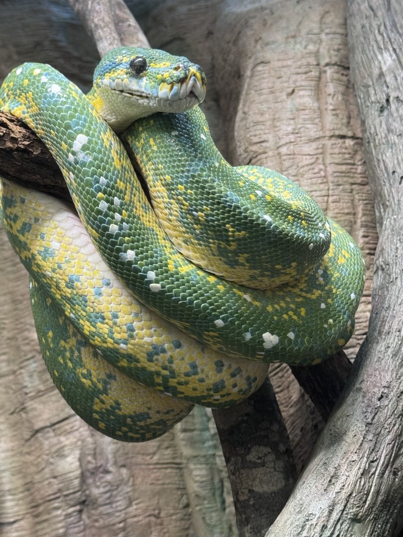 Reptile Discovery Center- Green tree python