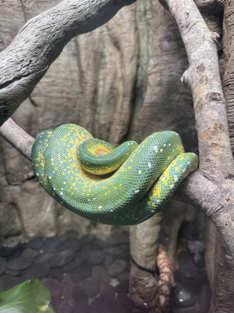 Reptile Discovery Center- Green tree python