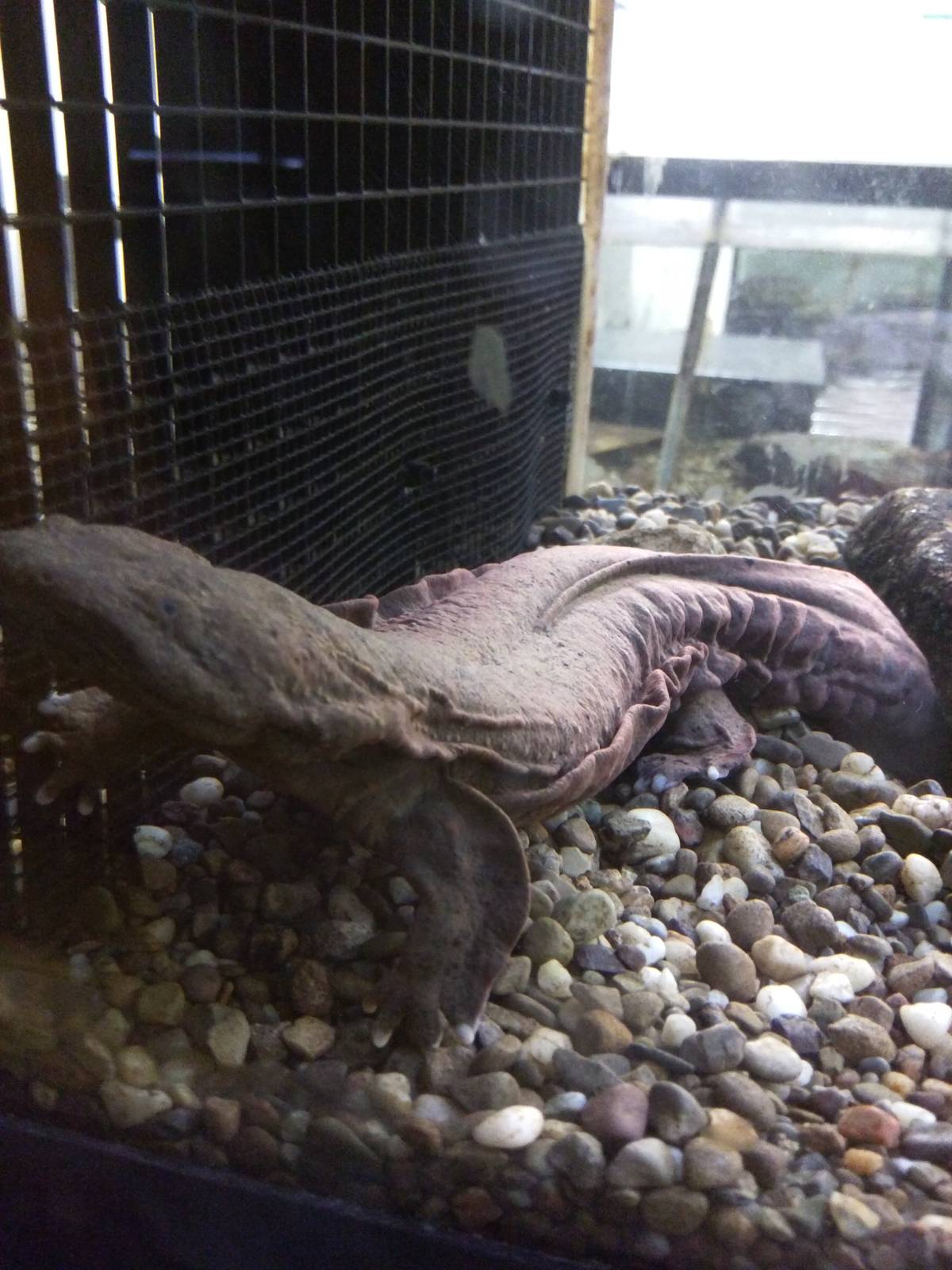 Reptile Discovery Center - Hellbender