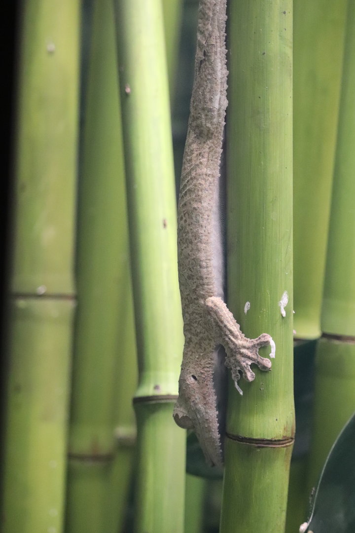 Reptile Discovery Center - Henkel's Leaf-Tailed Gecko
