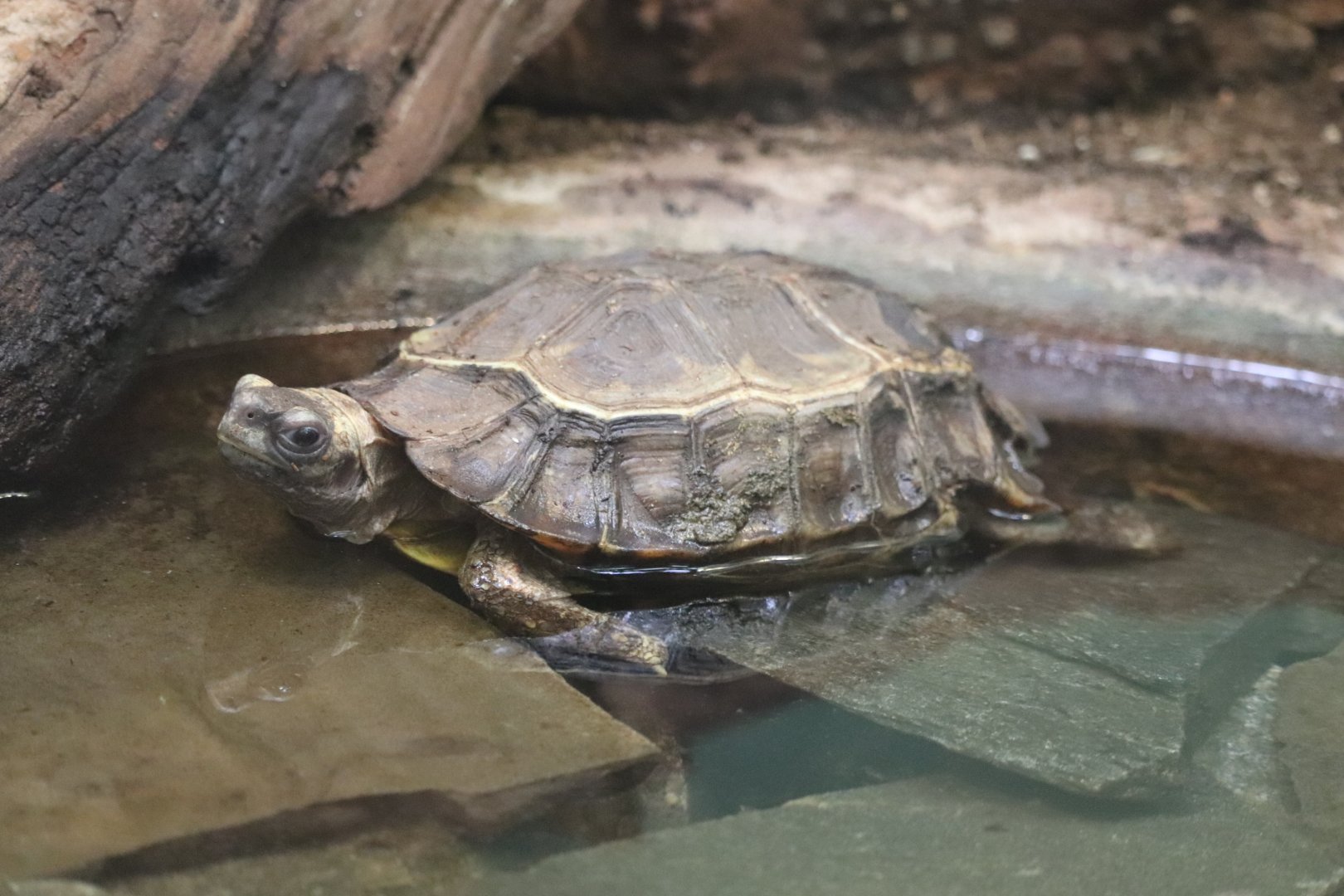 Reptile Discovery Center - Home's Hinge-Back Tortoise