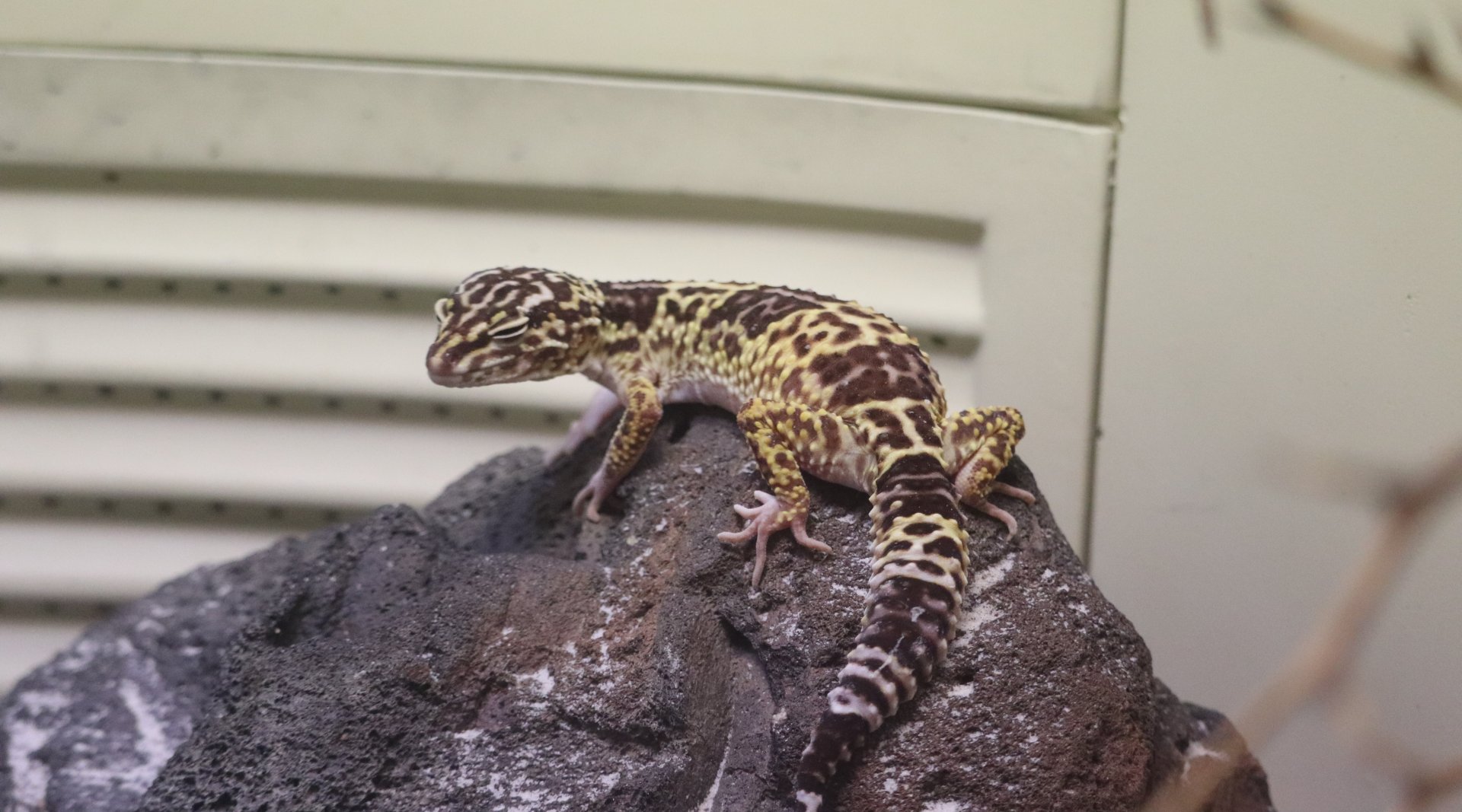 Reptile Discovery Center - Iranian Leopard Gecko