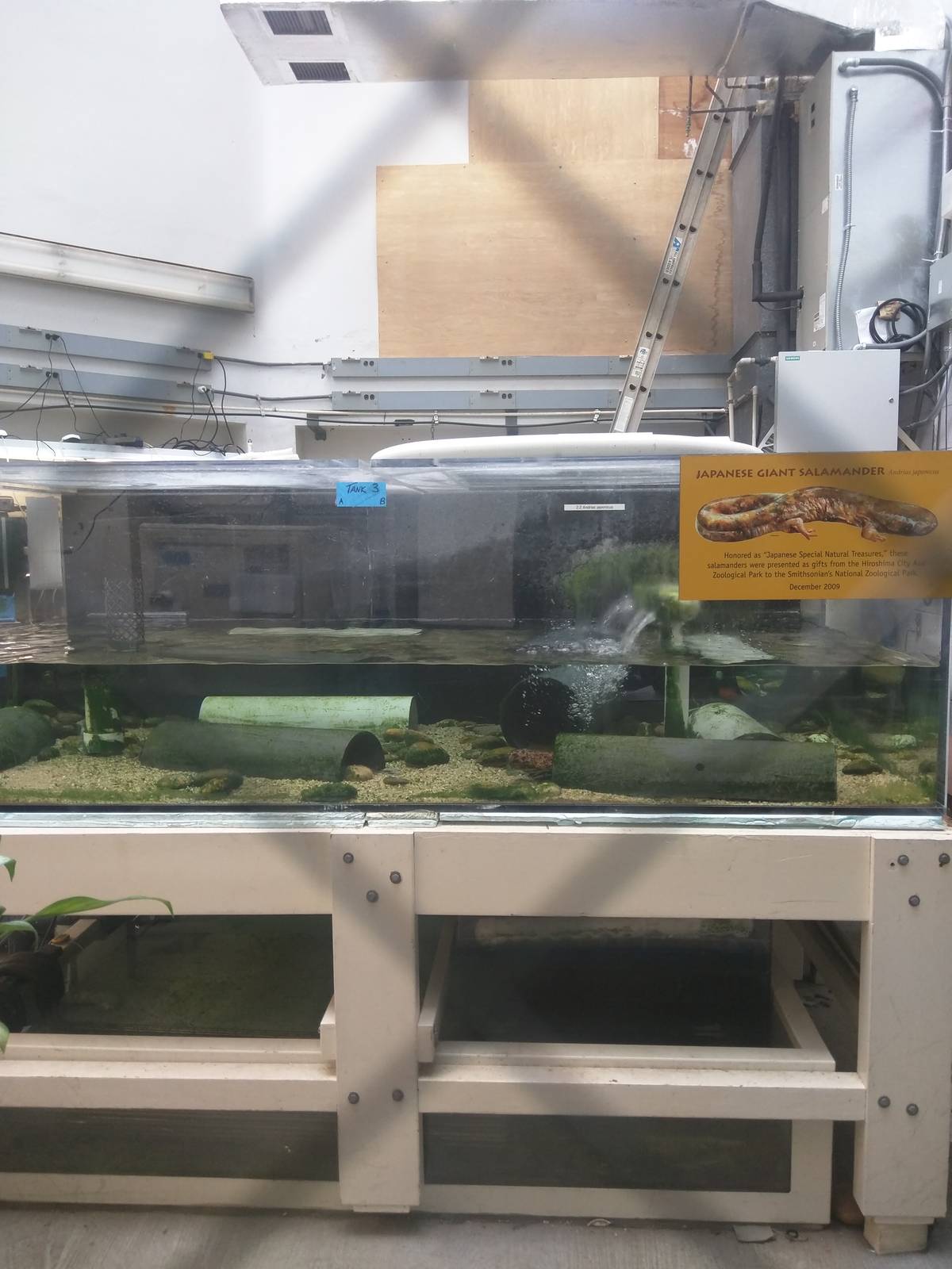 Reptile Discovery Center - Japanese Giant Salamander Exhibit