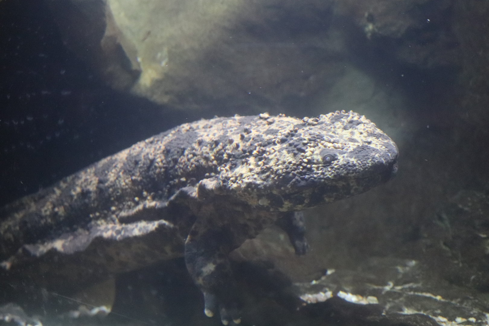 Reptile Discovery Center - Japanese Giant Salamander