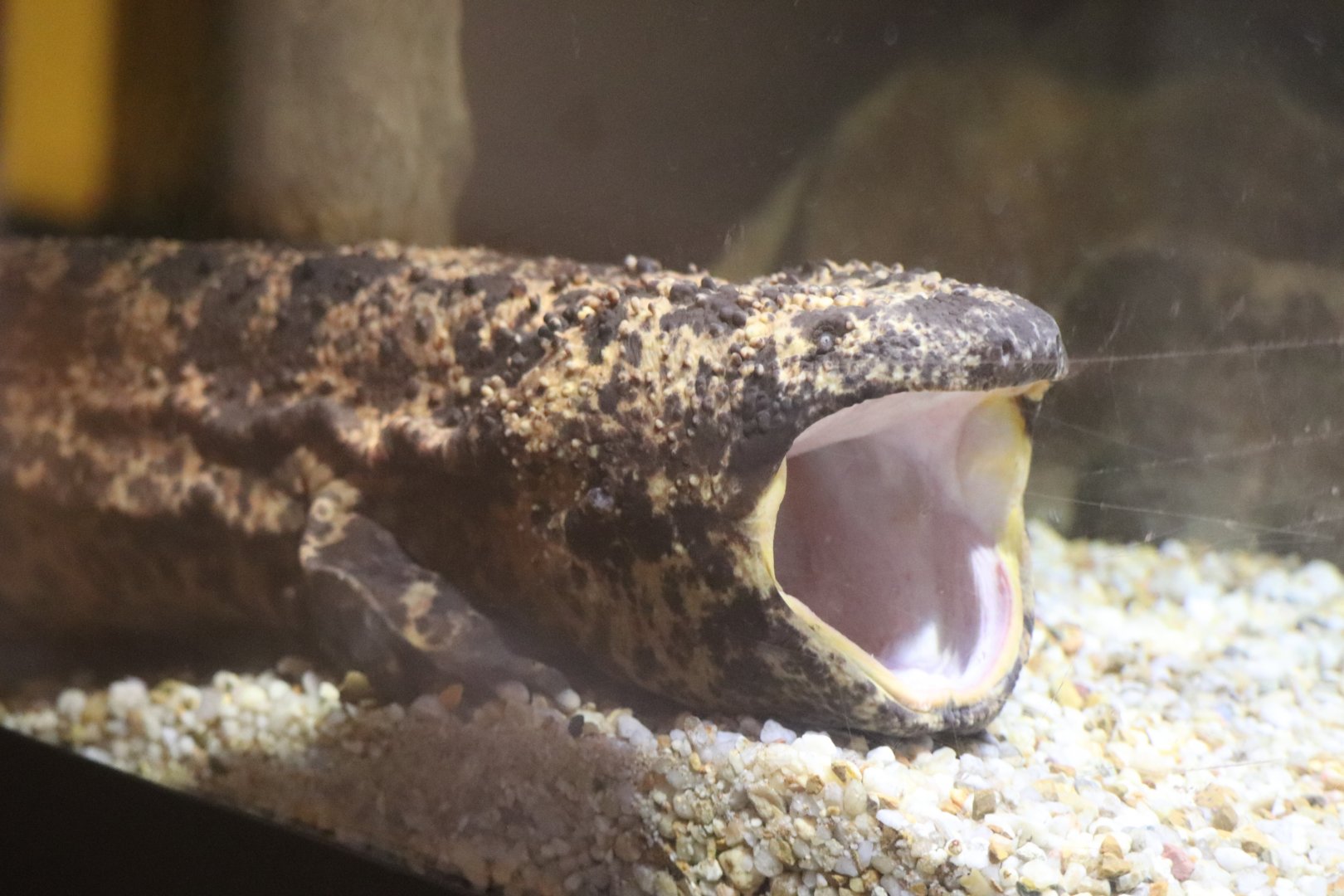 Reptile Discovery Center - Japanese Giant Salamander