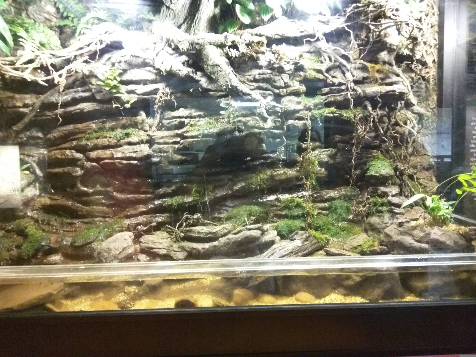 Reptile Discovery Center - Jewels of the Appalachia