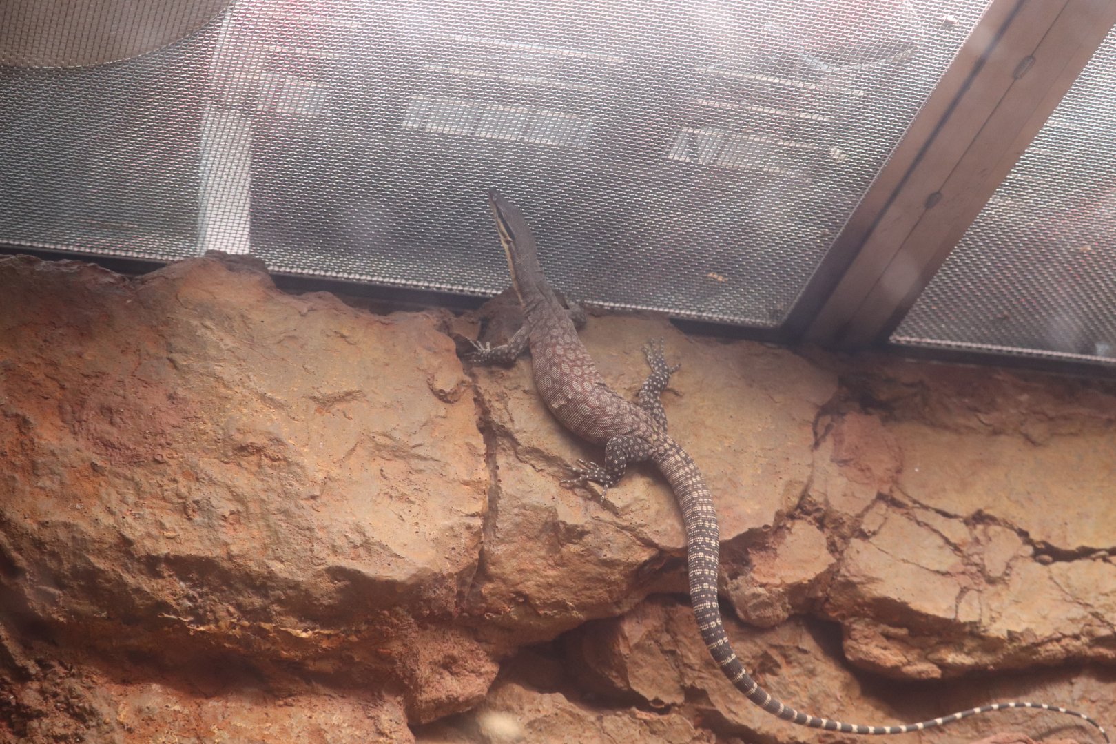 Reptile Discovery Center - Kimberley Rock Monitor