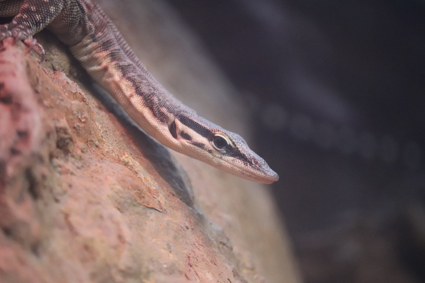 Reptile Discovery Center - Kimberley Rock Monitor