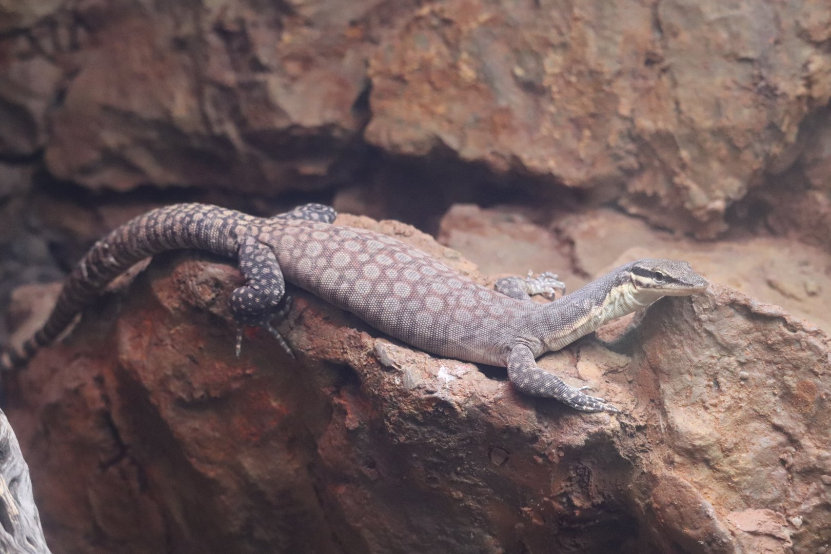 Reptile Discovery Center - Kimberley Rock Monitor