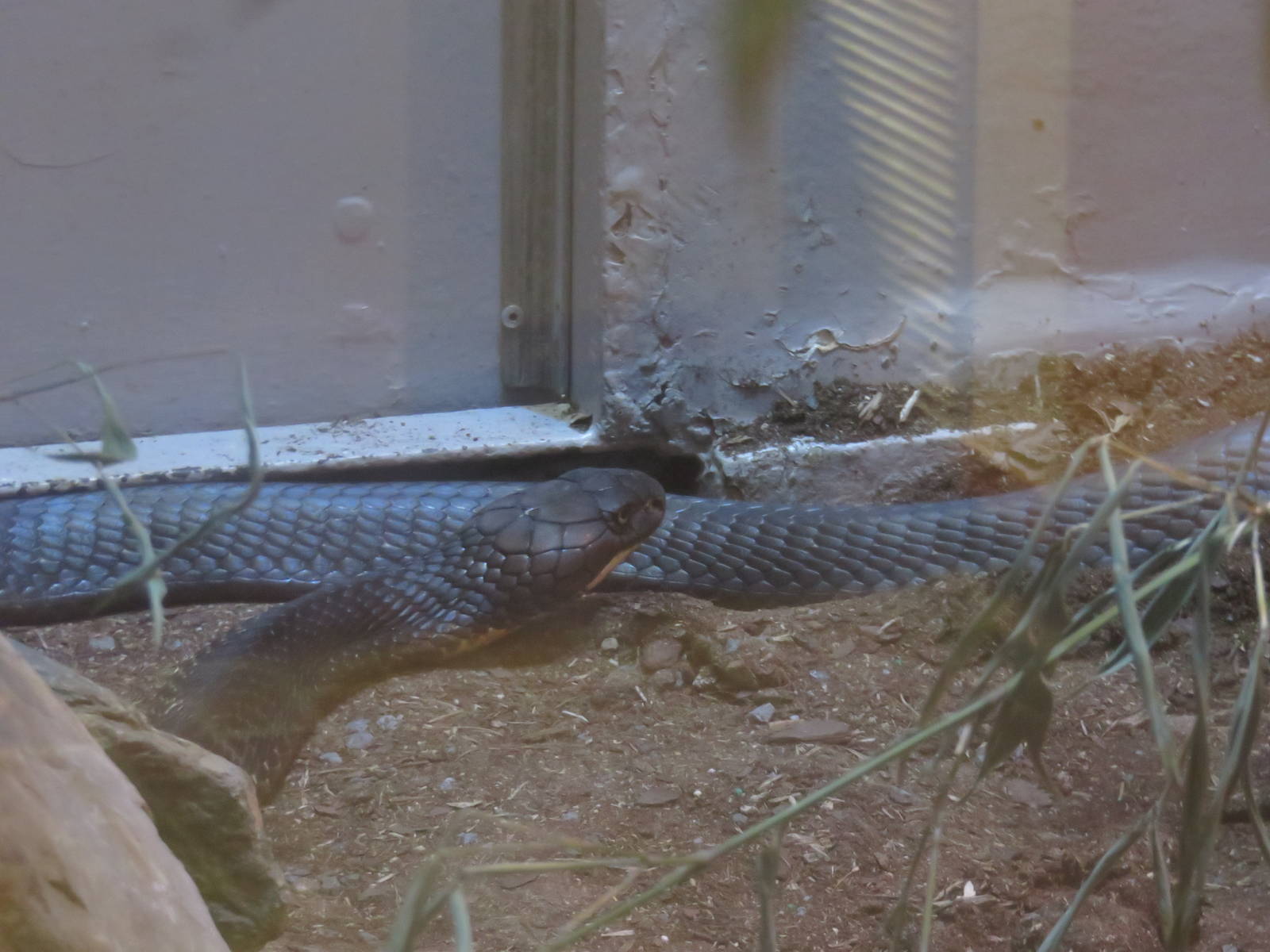 Reptile Discovery Center - King Cobra