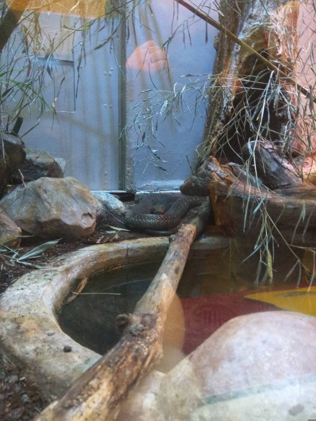 Reptile Discovery Center - King Cobra