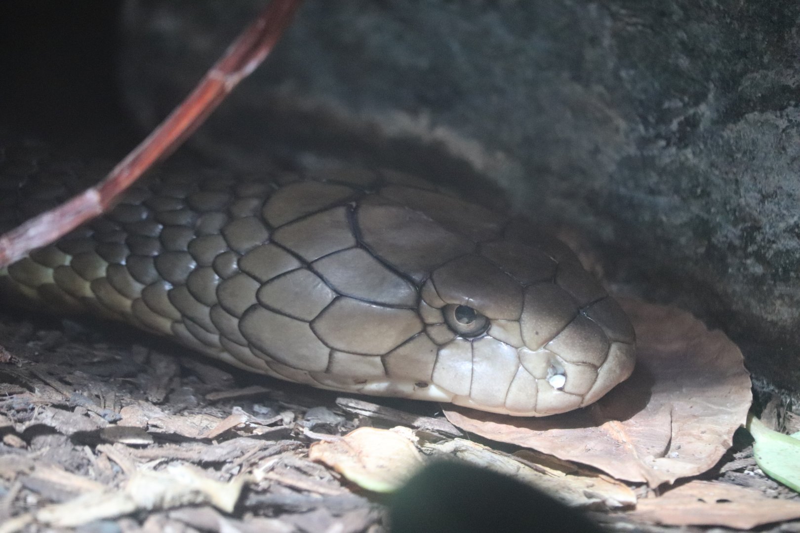 Reptile Discovery Center - King Cobra