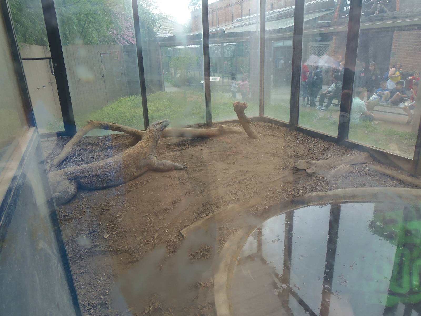 Reptile Discovery Center- Komodo Dragon Exhibit