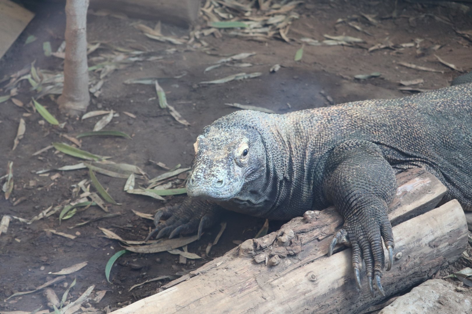 Reptile Discovery Center - Komodo Dragon - Murphy