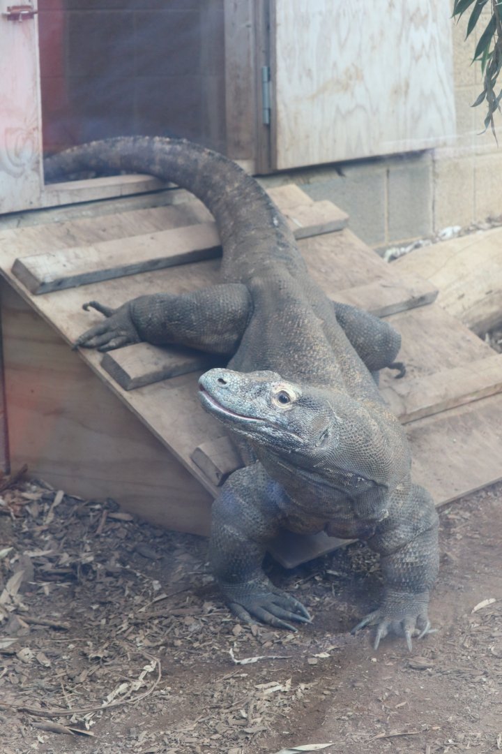 Reptile Discovery Center - Komodo Dragon - Murphy